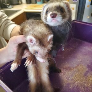 Free ferrets